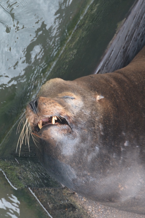 a sleeping sea lion
